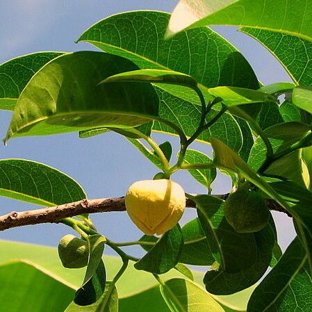 Annona glabra Blomst