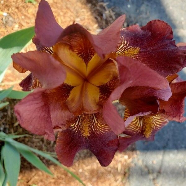 Iris × germanica Blüte