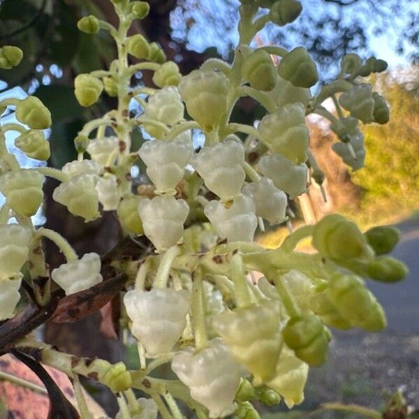 Arbutus menziesii Flower