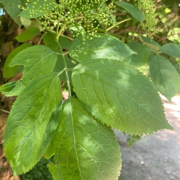 Sambucus nigra Листок