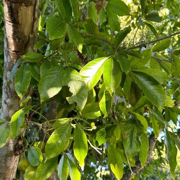 Casimiroa edulis Leaf