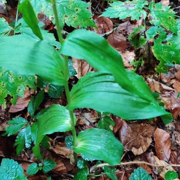 Epipactis muelleri Blatt