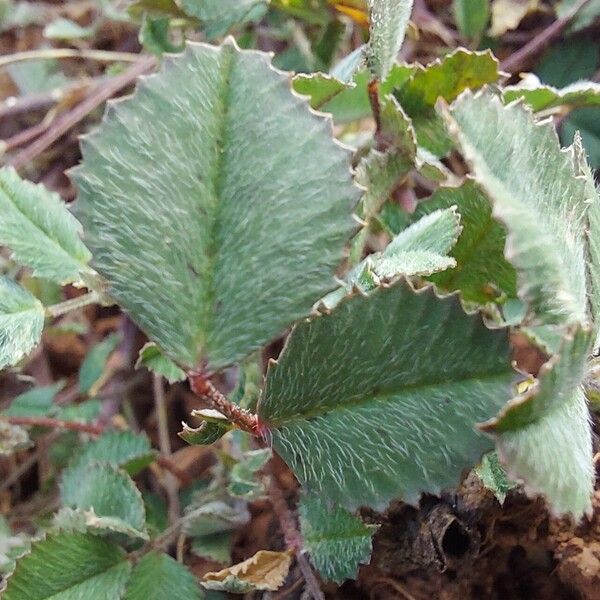 Medicago monspeliaca List