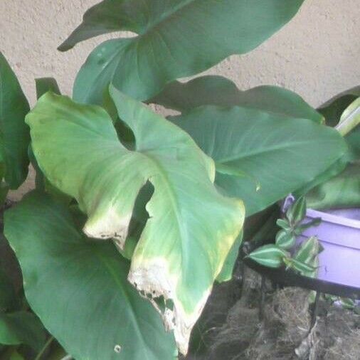 Colocasia esculenta 葉