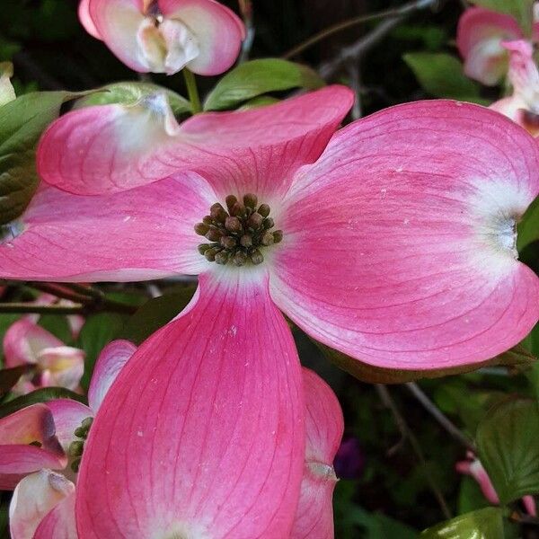 Cornus florida Floare