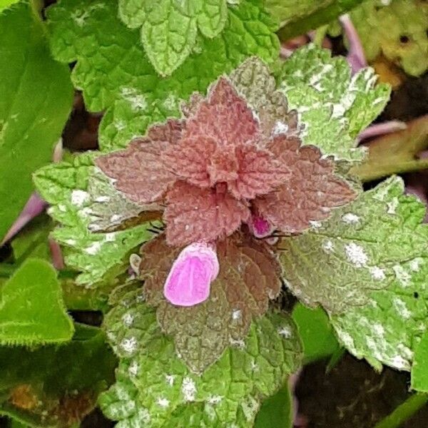 Lamium hybridum Цвят