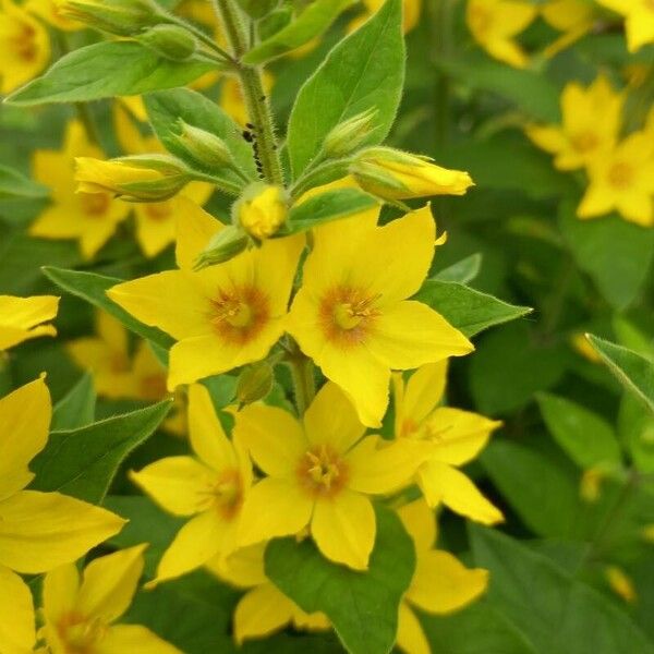 Lysimachia punctata Květ