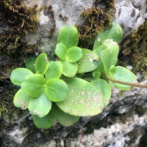 Crassula multicava Hostoa