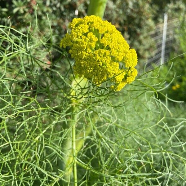 Ferula communis برگ