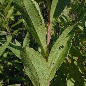 Solidago missouriensis पत्ता