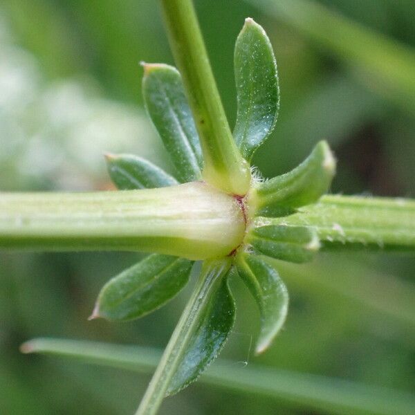 Galium album Leaf