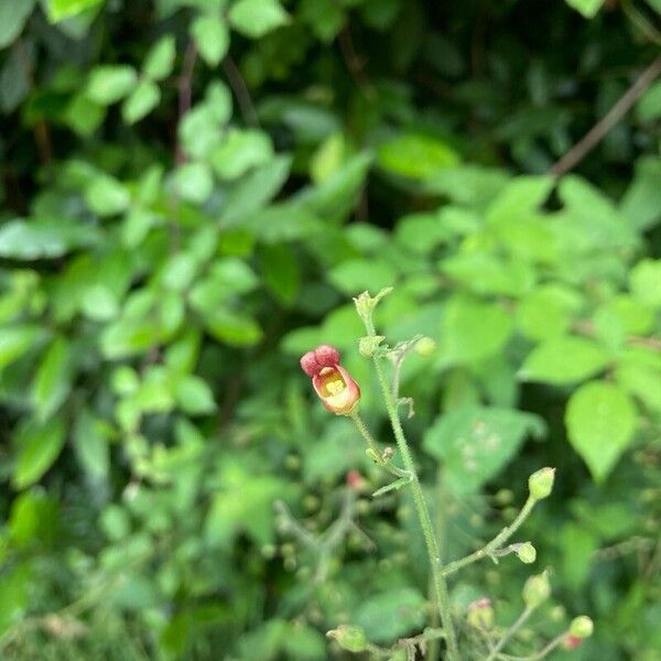 Scrophularia scorodonia Lorea