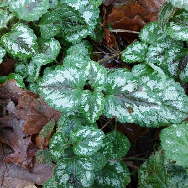 Lamium galeobdolon पत्ता