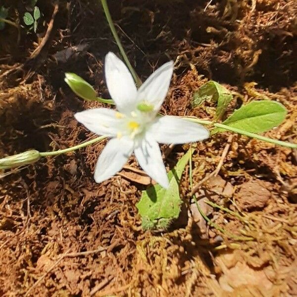 Ornithogalum exscapum Blomst