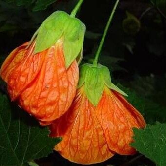 Callianthe picta Flower