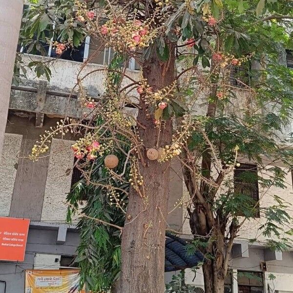 Couroupita guianensis Květ