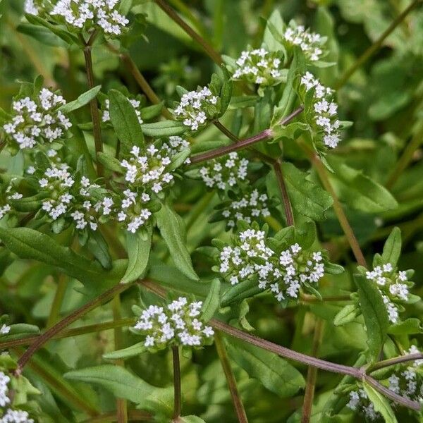 Valeriana woodsiana Habitus