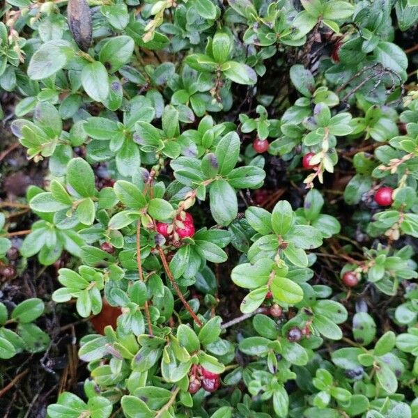 Vaccinium vitis-idaea Blatt