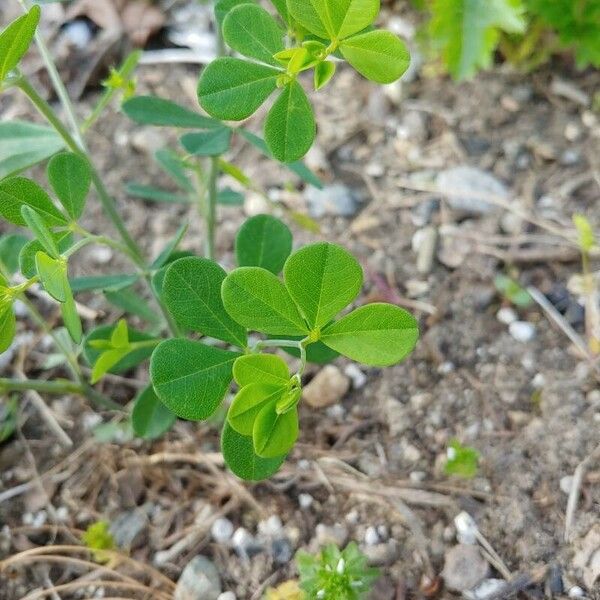 Baptisia tinctoria পাতা