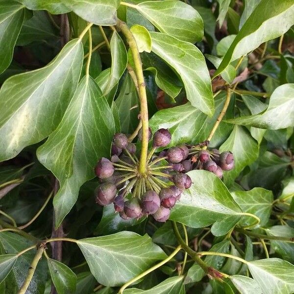 Hedera helix Frugt