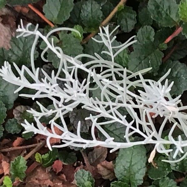 Helichrysum italicum Blatt