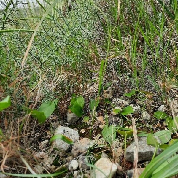 Ranunculus gramineus Natur