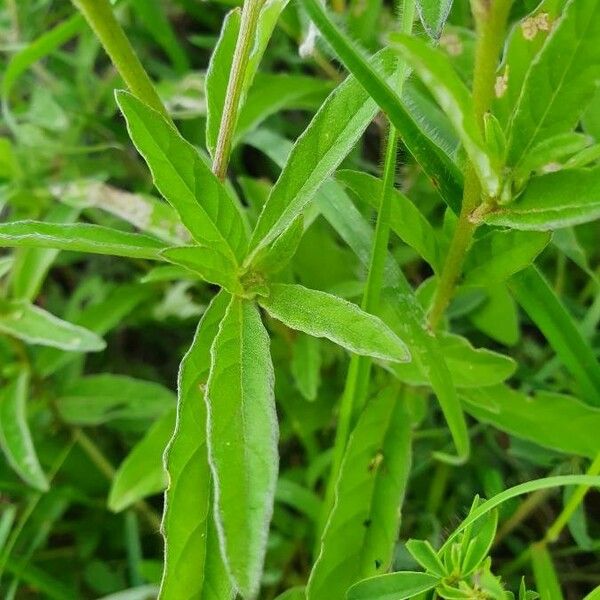 Gutenbergia boranensis Leaf