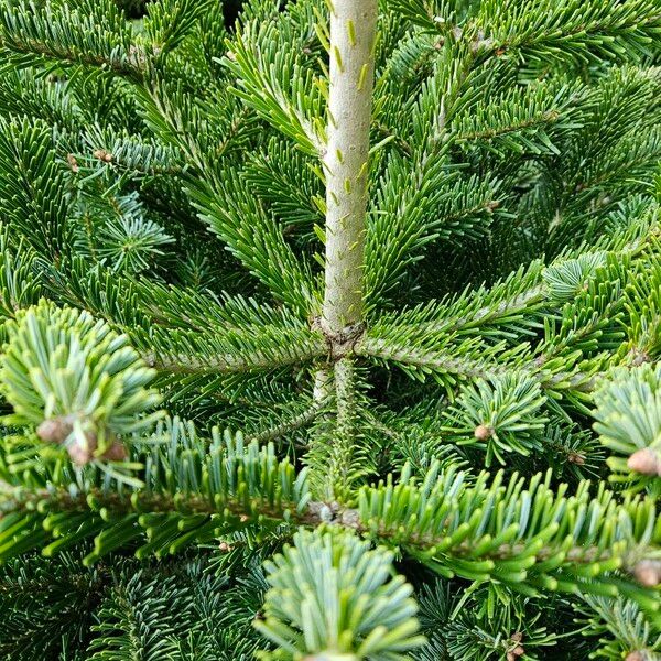 Abies nordmanniana Habitus