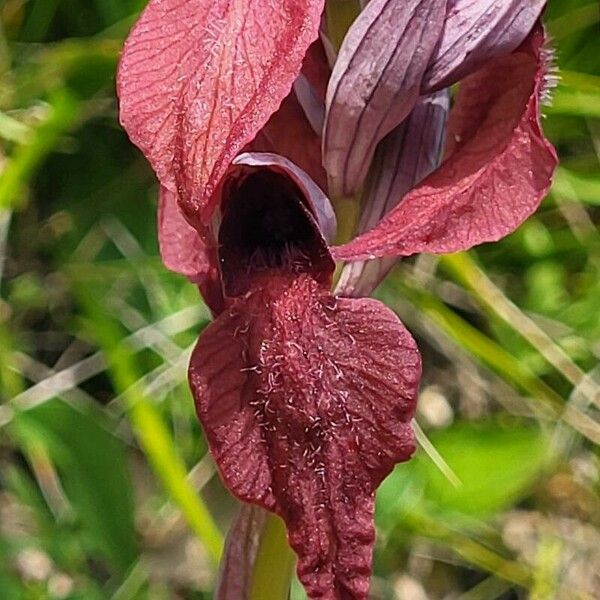 Serapias cordigera Flower