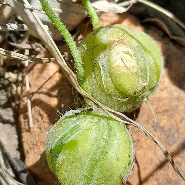 Blumenbachia insignis Φρούτο