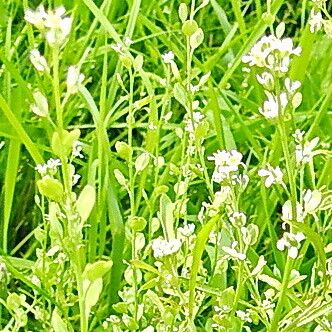 Lepidium sativum Blomma