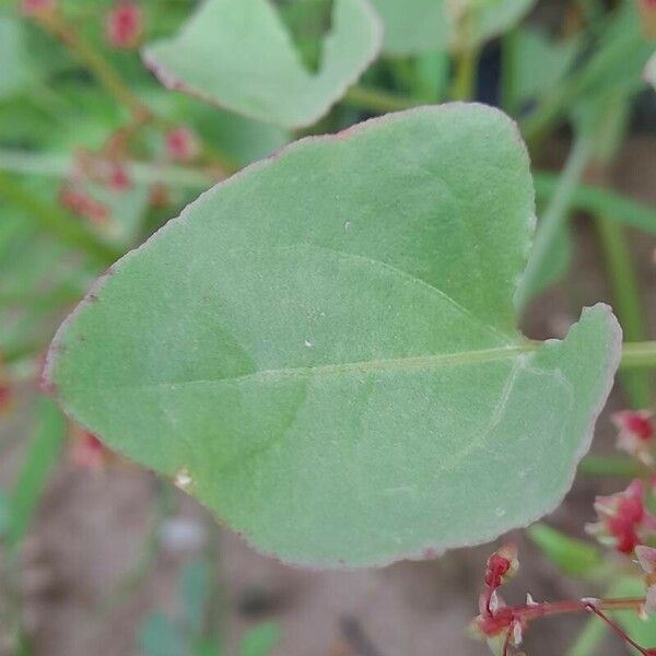 Rumex vesicarius Листок