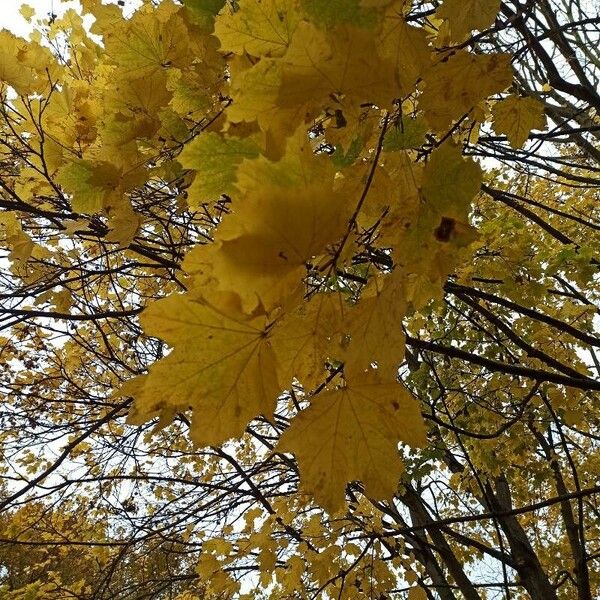 Acer saccharum Leaf