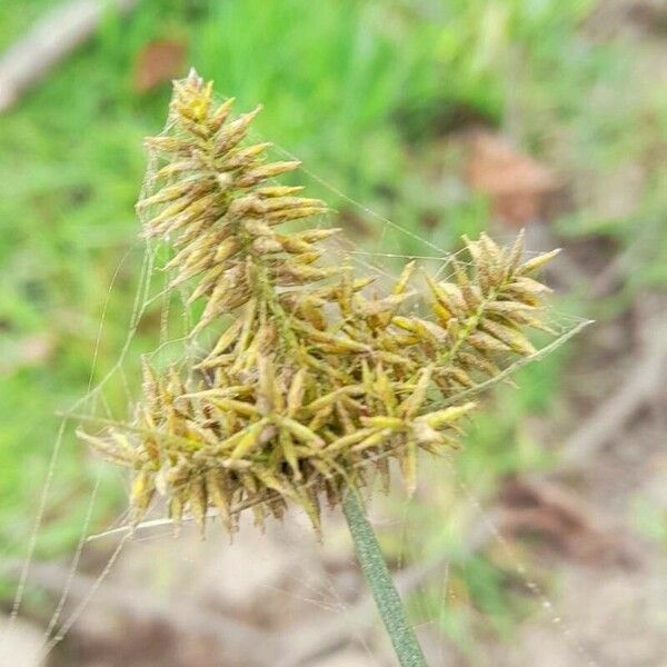 Cyperus odoratus Цвят