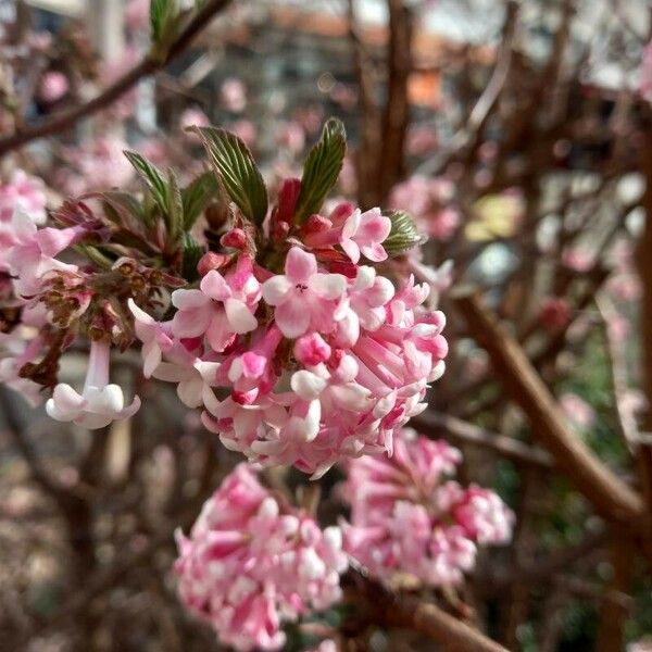 Viburnum farreri Cvet