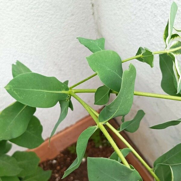 Euphorbia marginata Folha