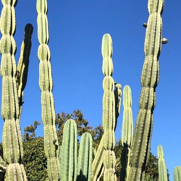 Cereus hexagonus (Queen-of-the-night)