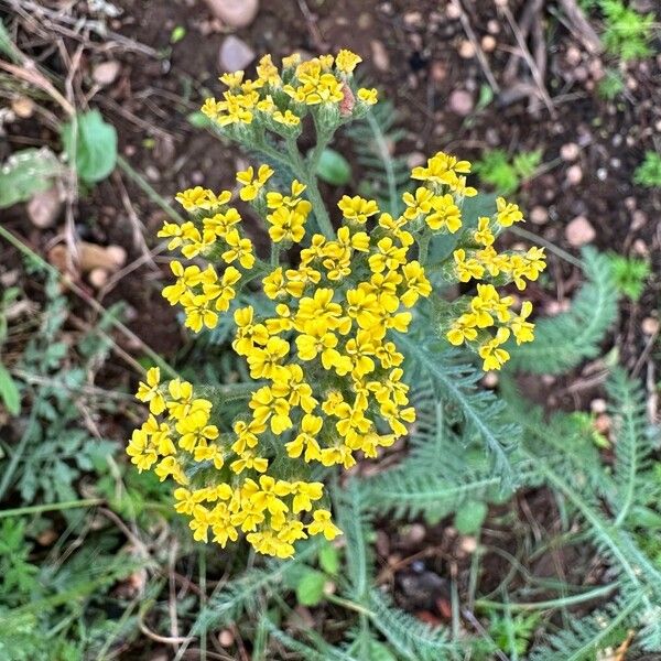 Achillea tomentosa 花