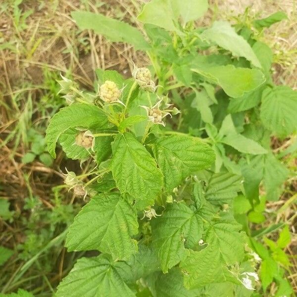 Rubus occidentalis Fruit