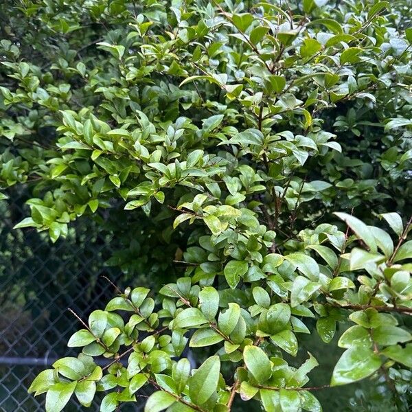 Ligustrum japonicum List