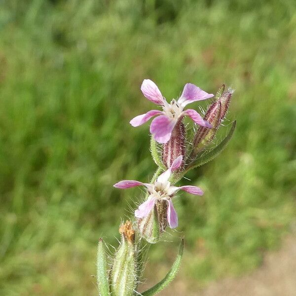 Silene gallica 花