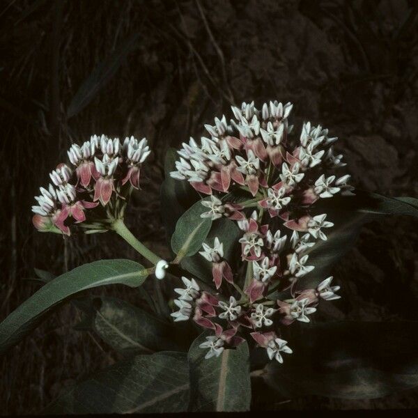 Asclepias hallii Flower