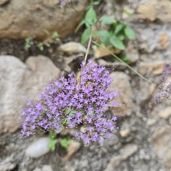 Trachelium caeruleum Lorea