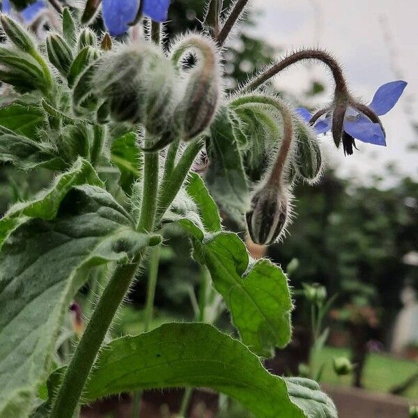 Borago officinalis Květ