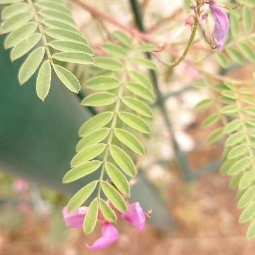 Tephrosia purpurea Leaf