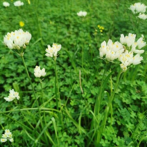 Allium subvillosum Kwiat