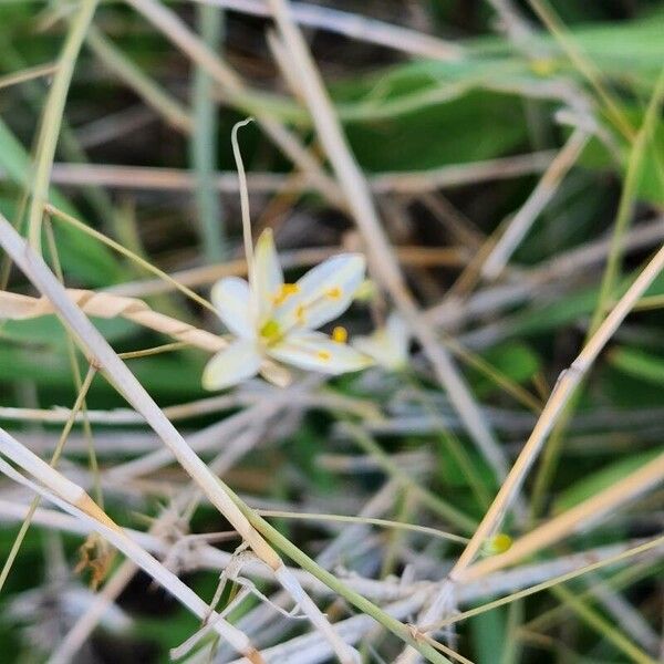 Chlorophytum zavattarii Цвят