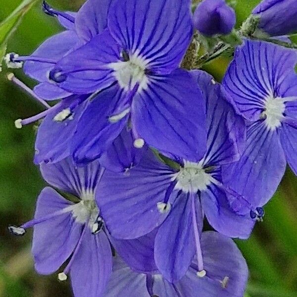 Veronica teucrium Blüte