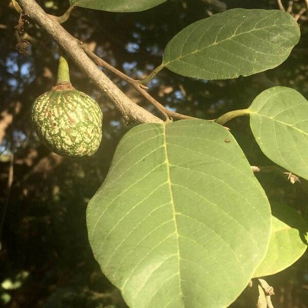 Annona senegalensis Frugt