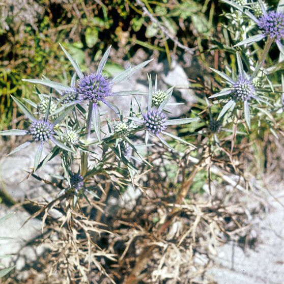 Eryngium amethystinum Floro